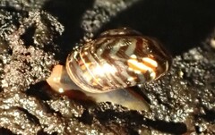 Flammulina zebra