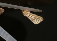 Heliocheilus atrilinea