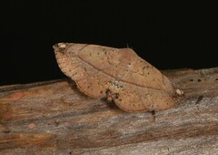 Eublemma abrupta