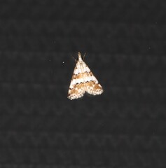 Eurhythma cataxia