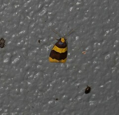 Heterallactis phlogozona