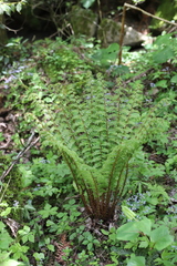 Dryopteris crassirhizoma