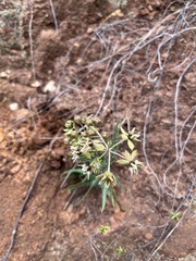 Asclepias