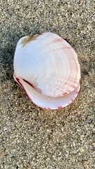 Semele rubropicta