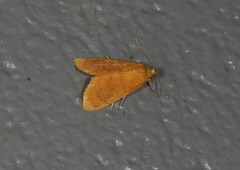 Hyalobathra brevialis