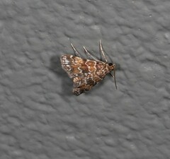 Parapoynx tenebralis