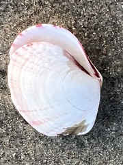 Semele rubropicta