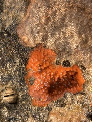 Endectyon hispitumulus