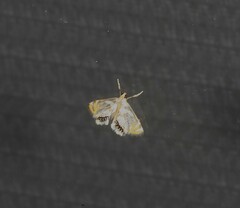Nymphicula queenslandica