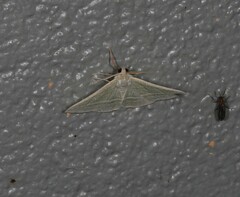 Oenochroma infantilis