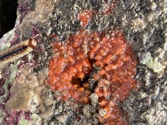 Endectyon hispitumulus