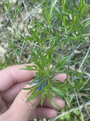 Ericameria linearifolia
