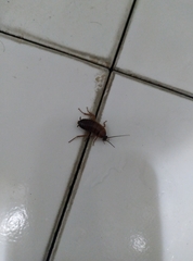 Periplaneta americana