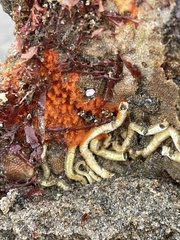 Endectyon hispitumulus