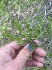 Ericameria linearifolia