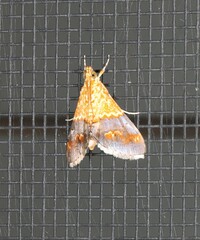 Tetracona amathealis