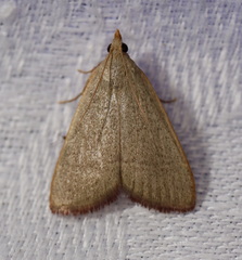 Hypsopygia albidalis