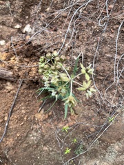 Asclepias