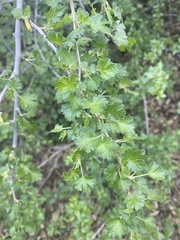 Ribes quercetorum