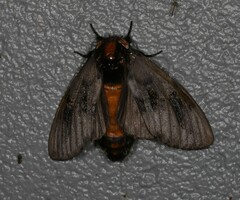 Psalidostetha banksiae