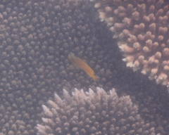 Pomacentrus moluccensis