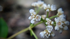 Persicaria chinensis