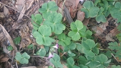 Oxalis debilis