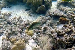 Halichoeres margaritaceus