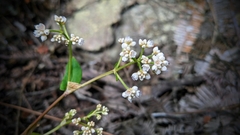 Persicaria chinensis