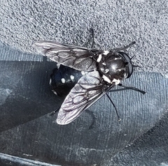 Triclista guttata