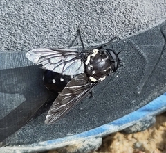 Triclista guttata