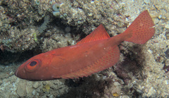 Heteropriacanthus carolinus