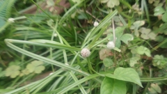 Cyperus mindorensis