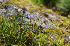 Collinsia grandiflora
