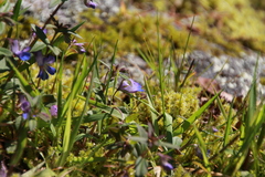 Collinsia grandiflora