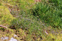 Collinsia grandiflora