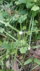 Cyperus mindorensis