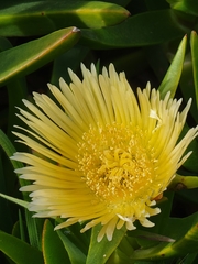 Carpobrotus edulis