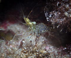 Palaemon serenus