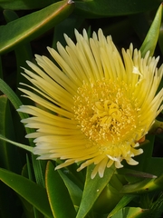 Carpobrotus edulis