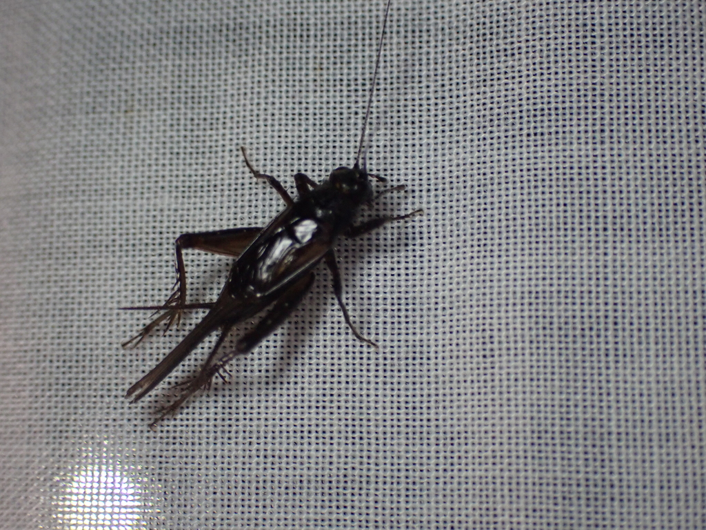 Australian Black Field Cricket from 36 Woodlands Rd, Tuerong VIC 3915