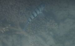 Abudefduf bengalensis