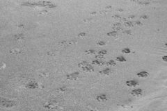 Aonyx capensis capensis