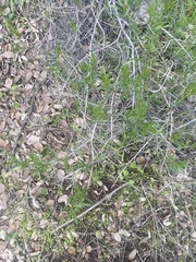 Ericameria linearifolia