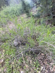 Ericameria linearifolia