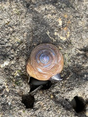 Calliostoma ligatum