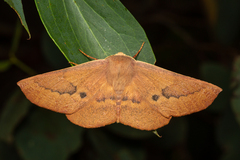 Monoctenia falernaria