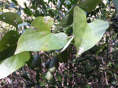Aristolochia albida