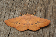 Monoctenia falernaria