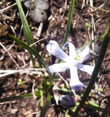 Androstephium coeruleum